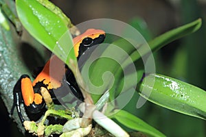 Splashback poison frog