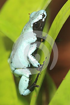 Splashback poison frog