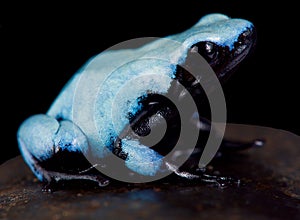 Splashback poison frog, Adelphobates galactonotus