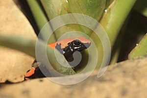 Splashback poison frog