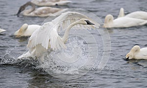 Splashdown - Trumpet Swan Lands on River