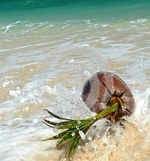 Splashed Coral Beach Coconut SE Asia