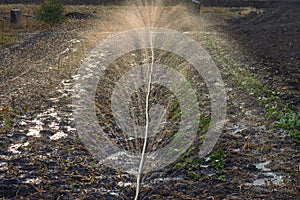 Splashes of water during irrigation in sunlight. Soil wetting photo