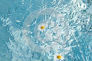 splashes, waves and drops in the pool. flowers of daisies