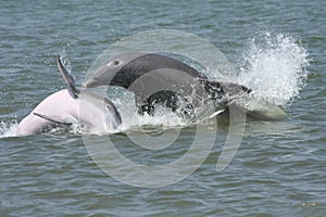 Splashing dolphins