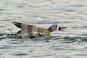 Splashing Duck