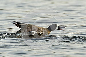 Splashing Duck photo