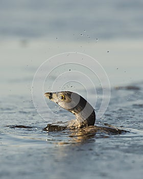 Splashing Grebe