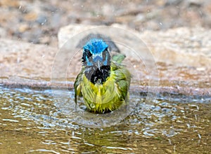 Splashing Green Jay