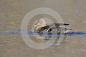 Splashing Hen Mallard Duck