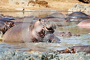 Splashing hippo