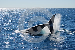 Splashing Humpback Whale