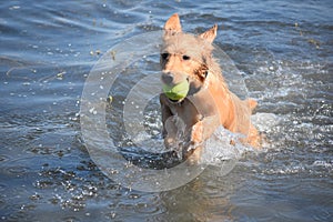 Splashing Little Red Duck Dog in the Ocean with a Ball