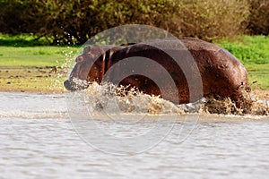 Splashing nervous hippo on the run