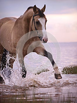 Splashing palomino horse