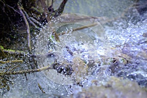 Splashing water of a mountain river 1