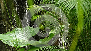 Splashing water in rainforest. Jungle tropical exotic background with stream and wild juicy green leaves in the woods. Rain forest