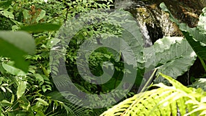 Splashing water in rainforest. Jungle tropical exotic background with stream and wild juicy green leaves in the woods. Rain forest