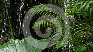 Splashing water in rainforest. Jungle tropical exotic background with stream and wild juicy green leaves in the woods. Rain forest