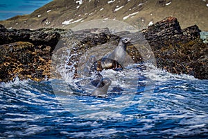 Splashing waves surround Atlantic fur seals on rocky shore of South Georgia