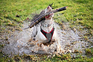 Splashing wet dog in puddle