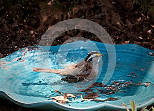 Splashy Bath Time White-Throated Sparrow
