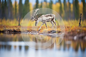 splay-hooved caribou navigating wetland area