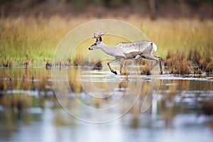 splay-hooved caribou navigating wetland area