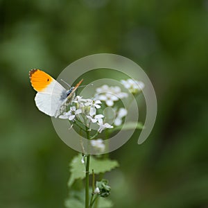 Spledid orange and white butterfly, Anthocharis cardamines