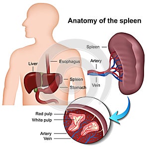 Spleen anatomy 3d medical  illustration