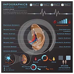 Spleen Anatomy System Medical Infographic Infochart photo