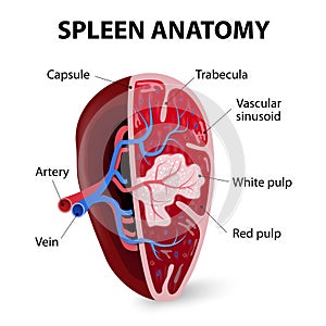 Spleen. Cross section photo