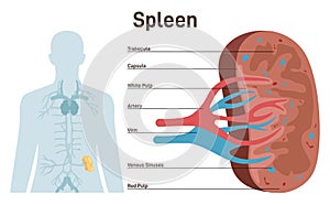 Spleen, cross section structure. Lymphatic and immune system blood filter. photo