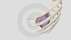 The spleen is a fist-sized organ found in the upper left side of your abdomen