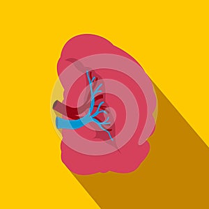 Spleen flat icon with shadow