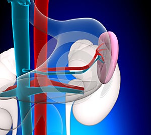 Spleen Human Anatomy with circulatory system on blue background photo