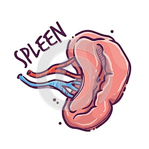 Spleen. Humans and animals internal organs. Medical theme for posters, leaflets, books, stickers. Human organ anatomy