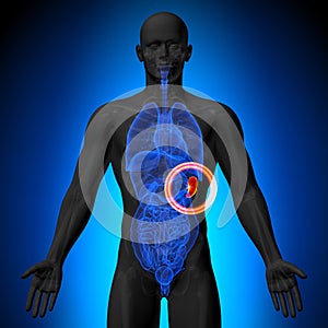 Spleen - Male anatomy of human organs - x-ray view