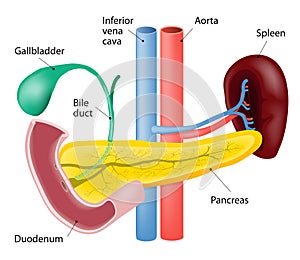 Spleen and pancreas photo