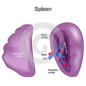 Spleen. Realistic vector illustration. isolated on white background