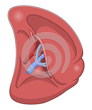 Spleen visceral surface