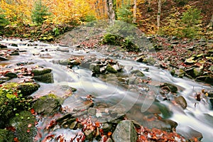Splendid autumn forest landscape, scenic nature scenery, Carpathian mountains. Ukraine, Europe