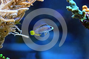 Splendid Dottyback - Manonichthys splendens