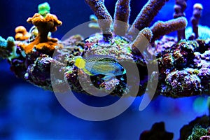 Splendid Dottyback - Manonichthys splendens