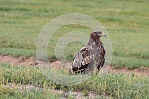 The splendid eagle, queen of the Mongolian skies