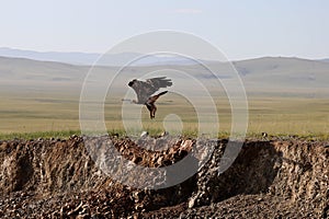 The splendid eagle, queen of the Mongolian skies