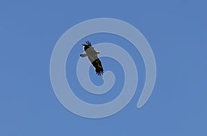 The splendid eagle, queen of the Mongolian skies