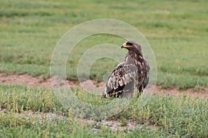 The splendid eagle, queen of the Mongolian skies