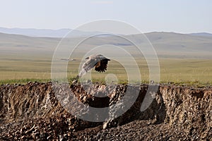 The splendid eagle, queen of the Mongolian skies