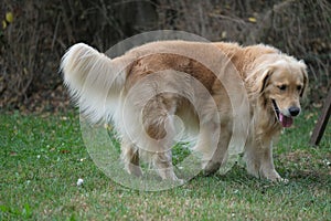 Splendid example of golden retriever dog with brown fur.